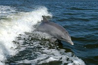 /album/peces-/delfines-jpg1/